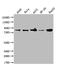 Furin, Paired Basic Amino Acid Cleaving Enzyme antibody, CSB-RA271669A0HU, Cusabio, Western Blot image 