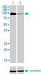 MCC Regulator Of WNT Signaling Pathway antibody, LS-C197659, Lifespan Biosciences, Western Blot image 