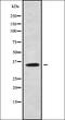 Olfactory Receptor Family 52 Subfamily J Member 3 antibody, orb336415, Biorbyt, Western Blot image 