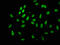 TLE Family Member 4, Transcriptional Corepressor antibody, LS-C672272, Lifespan Biosciences, Immunofluorescence image 