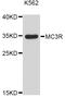 Melanocortin 3 Receptor antibody, abx126136, Abbexa, Western Blot image 