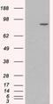 Catenin Alpha 1 antibody, 45-364, ProSci, Enzyme Linked Immunosorbent Assay image 