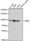 Glutaminyl-TRNA Synthetase antibody, A6960, ABclonal Technology, Western Blot image 