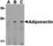 Adiponectin, C1Q And Collagen Domain Containing antibody, MBS150072, MyBioSource, Western Blot image 