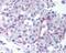 T-Box 6 antibody, 49-741, ProSci, Immunohistochemistry frozen image 