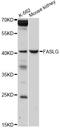 Fas Ligand antibody, A0234, ABclonal Technology, Western Blot image 