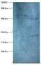 Zinc Finger Protein 384 antibody, MBS719435, MyBioSource, Western Blot image 