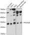 Paired Like Homeobox 2B antibody, GTX64506, GeneTex, Western Blot image 