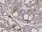 E74 Like ETS Transcription Factor 3 antibody, PA5-21293, Invitrogen Antibodies, Immunohistochemistry frozen image 