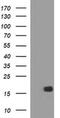 SIVA1 Apoptosis Inducing Factor antibody, MA5-26277, Invitrogen Antibodies, Western Blot image 