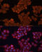 Hydroxysteroid 17-Beta Dehydrogenase 1 antibody, 13-829, ProSci, Immunofluorescence image 