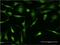 Purine Rich Element Binding Protein A antibody, H00005813-M02, Novus Biologicals, Immunocytochemistry image 