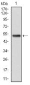 Olfactory Receptor Family 4 Subfamily A Member 15 antibody, orb227583, Biorbyt, Western Blot image 