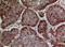 Interleukin 24 antibody, A03793-1, Boster Biological Technology, Immunohistochemistry frozen image 