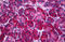 Calreticulin antibody, MBS246463, MyBioSource, Immunohistochemistry frozen image 