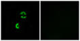 Low Density Lipoprotein Receptor Class A Domain Containing 3 antibody, abx014558, Abbexa, Western Blot image 