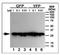 GFP antibody, AM11010SU-N, Origene, Western Blot image 