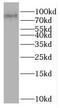 Cullin 2 antibody, FNab02074, FineTest, Western Blot image 