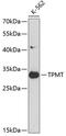 Thiopurine S-Methyltransferase antibody, 13-480, ProSci, Western Blot image 