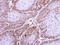 HCLS1 Binding Protein 3 antibody, LS-C185901, Lifespan Biosciences, Immunohistochemistry frozen image 