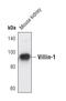 Villin 1 antibody, PA5-17290, Invitrogen Antibodies, Western Blot image 