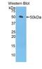 Left-right determination factor 1 antibody, LS-C295111, Lifespan Biosciences, Western Blot image 