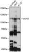 Ubiquitin Specific Peptidase 53 antibody, 15-496, ProSci, Western Blot image 