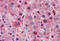 Akt antibody, MBS242291, MyBioSource, Immunohistochemistry frozen image 