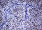 Nibrin antibody, LS-C799492, Lifespan Biosciences, Immunohistochemistry paraffin image 