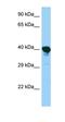 Phosphoribosyl Pyrophosphate Synthetase Associated Protein 1 antibody, orb330844, Biorbyt, Western Blot image 