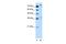 Nuclear Factor, Erythroid 2 Like 3 antibody, PA5-40768, Invitrogen Antibodies, Western Blot image 