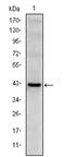 Killer Cell Lectin Like Receptor D1 antibody, AM06587SU-N, Origene, Western Blot image 