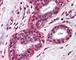 Toll Like Receptor 4 antibody, 49-321, ProSci, Immunohistochemistry paraffin image 