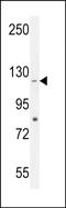 Coiled-Coil Domain Containing 15 antibody, PA5-71540, Invitrogen Antibodies, Western Blot image 