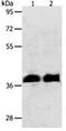 Ring Finger Protein 126 antibody, orb107579, Biorbyt, Western Blot image 