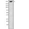 Chromodomain Helicase DNA Binding Protein 9 antibody, PA5-68146, Invitrogen Antibodies, Western Blot image 