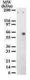 Activating Transcription Factor 2 antibody, MA1-41116, Invitrogen Antibodies, Western Blot image 