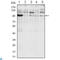 Ire1-alpha antibody, LS-C814028, Lifespan Biosciences, Western Blot image 