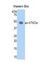 Peroxiredoxin 2 antibody, LS-C299878, Lifespan Biosciences, Western Blot image 