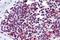 AIF1 antibody, NBP1-50156, Novus Biologicals, Immunohistochemistry frozen image 