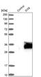 Homeobox protein SIX6 antibody, PA5-51573, Invitrogen Antibodies, Western Blot image 