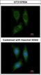 Serine/Threonine Kinase 25 antibody, LS-C185890, Lifespan Biosciences, Immunocytochemistry image 