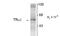 Thyroid Hormone Receptor Alpha antibody, TA309256, Origene, Western Blot image 