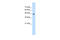 Proliferation-Associated 2G4 antibody, 30-302, ProSci, Western Blot image 