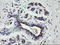 TSC22 Domain Family Member 1 antibody, LS-C174116, Lifespan Biosciences, Immunohistochemistry frozen image 