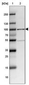 Nuclear Factor Of Activated T Cells 2 antibody, NBP1-82583, Novus Biologicals, Western Blot image 
