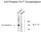 Synaptotagmin 1 antibody, XPS-1027, ProSci, Western Blot image 