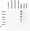 Histone Cluster 4 H4 antibody, CI1005, Boster Biological Technology, Dot Blot image 