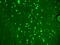 Transient Receptor Potential Cation Channel Subfamily C Member 4 antibody, LS-C227642, Lifespan Biosciences, Immunofluorescence image 