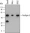 Perilipin 3 antibody, MAB76641, R&D Systems, Western Blot image 